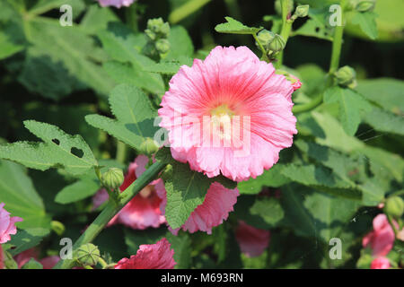 Rosa fiori hollyhock,closeup di rosa fiori e boccioli in fiore nel giardino in primavera Foto Stock