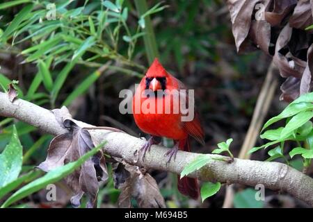 Il cardinale maschio. Prese a Caldwell Zoo di Tyler, TX. Foto Stock