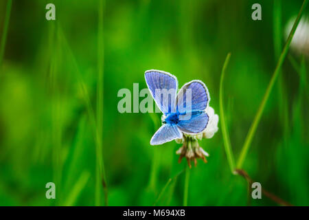 Splendido piccolo blue butterfly seduto su un fiore di trifoglio in estate in una giornata di sole Foto Stock