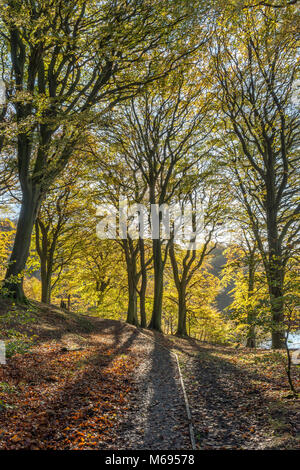 I colori autunnali come il sole splende attraverso faggete lungo i sentieri boscosi dell'Rivington Chorley LANCASHIRE REGNO UNITO campagna Foto Stock