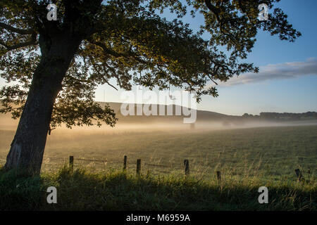 La mattina presto sunrise attraverso gli alberi con Rivington Pike landmark Lancashire brughiere a sfondo vicino a Chorley LANCASHIRE REGNO UNITO Foto Stock
