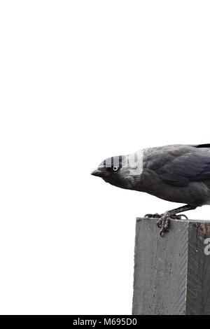 Corvo nero in sfondo bianco isolato Foto Stock