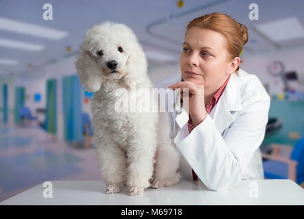 Bianco francese poode e veterinario presso la clinica Foto Stock