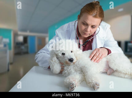 Bianco francese poode e veterinario presso la clinica Foto Stock