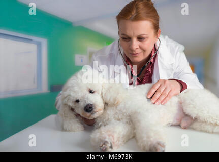 Bianco francese poode e veterinario presso la clinica Foto Stock