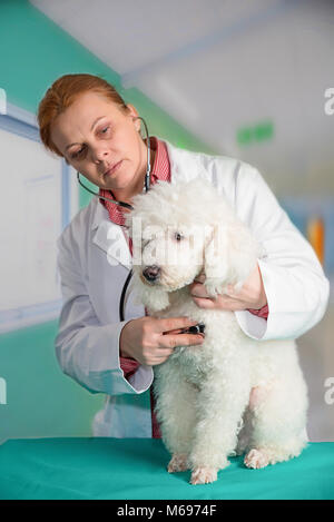 Bianco francese poode e veterinario presso la clinica Foto Stock