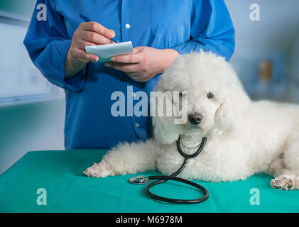 Bianco francese poode e veterinario presso la clinica Foto Stock