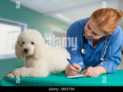 Bianco francese poode e veterinario presso la clinica Foto Stock