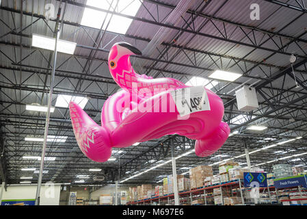 Gigante galleggiante in plastica gonfiabili flamingo sospesa dal soffitto di un Sam's Club a Gainesville, Florida in previsione dell'estate. Foto Stock