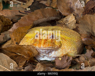 Argentina rana cornuta Ceratophrys ornata Albino varietà Foto Stock