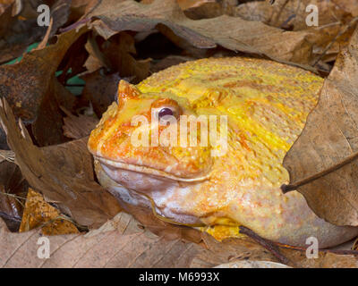 Argentina rana cornuta Ceratophrys ornata Albino varietà Foto Stock