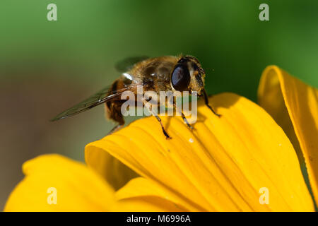 Ripresa macro di un ape su il petalo di un fiore giallo Foto Stock