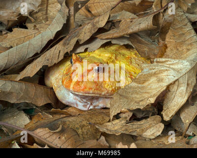 Argentina rana cornuta Ceratophrys ornata Albino varietà Foto Stock