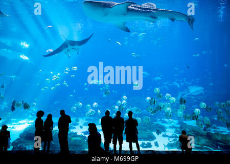 ATLANTA, GEORGIA-Giugno 30, 2015: Unidentified la gente guarda un squalo balena nuotare al Georgia Aquarium di Atlanta, Georgia Foto Stock