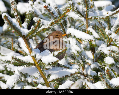 Merlo Turdus merula femminile nella neve Foto Stock