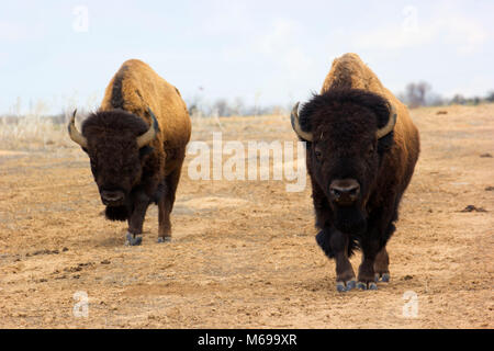 Bison, Rocky Mountain Arsenal National Wildlife Refuge, Colorado Foto Stock