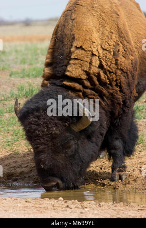 Bison, Rocky Mountain Arsenal National Wildlife Refuge, Colorado Foto Stock