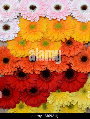 Bellissimi fiori sfondo Foto Stock