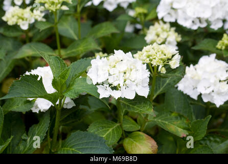 Hydrangea macrophylla 'Nymphe' Fiori. Foto Stock