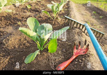 I giovani di cavolo e attrezzi da giardino su un letto di giardino Foto Stock