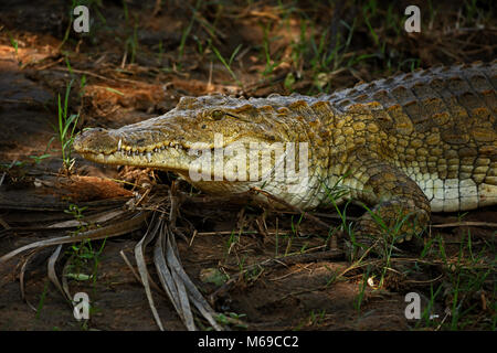 Coccodrillo del Nilo - Crocodylus niloticus, grande rettile dal parco nazionale orientale di Tsavo in Kenya. Foto Stock