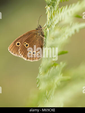 Ringlet Butterfly (Aphantopus hyperantus) con ante chiuse arroccato su una felce in bosco. Tipperary, Irlanda Foto Stock