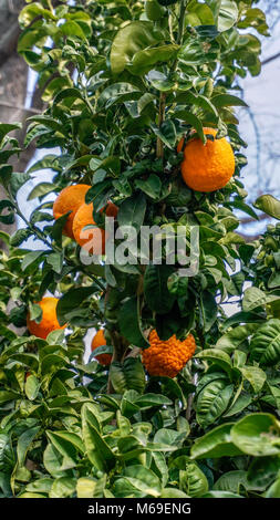 Arancio amaro closeup ad albero 1. Foto Stock