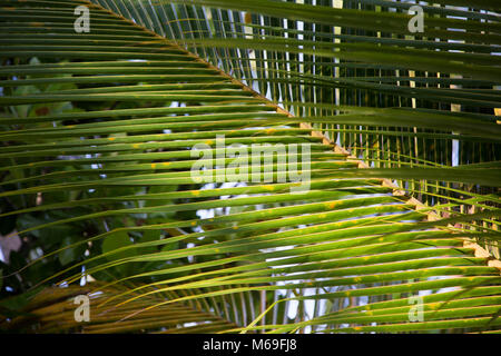 Foglie di palmo sulle Maldive, telaio riempito con foglie di palmo Foto Stock