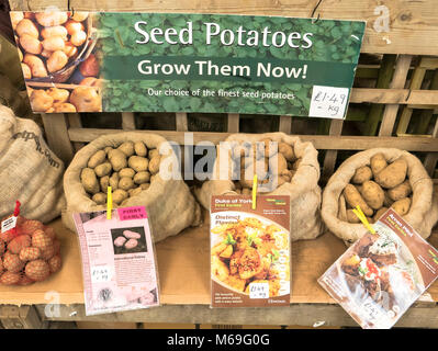 Nuovo tuberi seme di patate visualizzati in un giardino inglese centro in febbraio Foto Stock