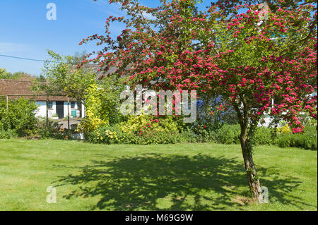 Biancospino ornamentali albero coperto di fiori rosa in primavera nel Regno Unito Foto Stock