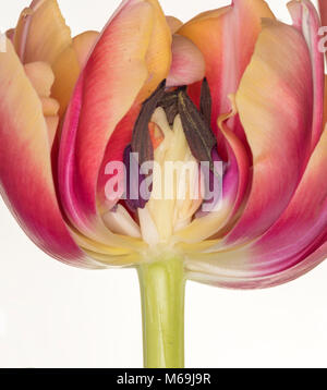 Una sezione trasversale di una variegata tulip flower mostrante il dettaglio della stami, isolato su sfondo bianco Foto Stock