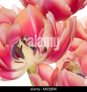 Una sezione trasversale di una variegata tulip flower mostrante il dettaglio della stami, isolata su uno sfondo bianco, adatto saluti il design della scheda Foto Stock