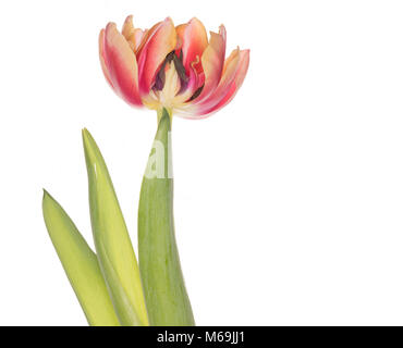 Una sezione trasversale di una variegata tulip flower mostrante il dettaglio della stami, isolato su sfondo bianco Foto Stock