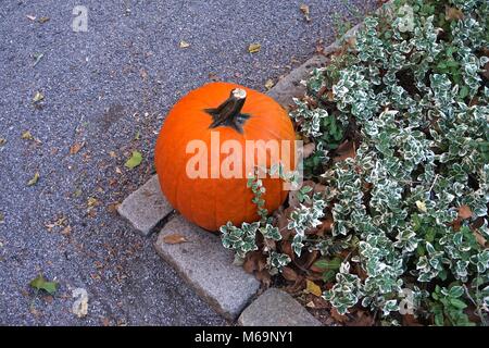 Arancio brillante zucca accoccolato in un confine in ciottoli, con un sentiero di ghiaia su un lato e un letto di edera sull'altro. Foto Stock