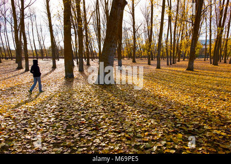 La donna a piedi attraverso un parco. Foglie di autunno e ad albero orizzontale. Medina de Pomar. Burgos, Castiglia e Leon Spagna. Europa Foto Stock