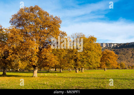 Natura, foresta di querce. Foglie di autunno e ad albero orizzontale. Las Merindades. Burgos, Castiglia e Leon Spagna. Europa Foto Stock