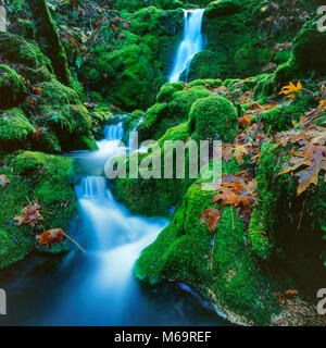 Moss cade, cataratta Canyon, Monte Tamalpais, Marin County, California Foto Stock