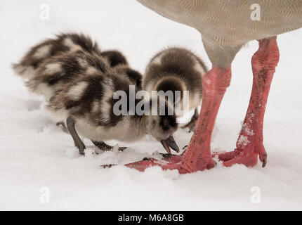 Il 15 febbraio 2018, Germania, Wiesbaden: Quattro oca egiziana di polli per cercare rifugio a loro madre presso la snowy Kurpark. In molte parti di Hesse non c'era neve pesante. Foto: Fabian Sommer/dpa Foto Stock