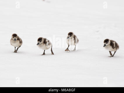 Il 15 febbraio 2018, Germania, Wiesbaden: Quattro oca egiziana di polli passo attraverso la snowy Kurpark. In molte parti di Hesse non c'era neve pesante. Foto: Fabian Sommer/dpa Foto Stock