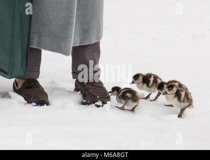 Il 15 febbraio 2018, Germania, Wiesbaden: Quattro oca egiziana di polli beccare una scarpa al snowy Kurpark. In molte parti di Hesse non c'era neve pesante. Foto: Fabian Sommer/dpa Foto Stock