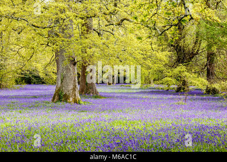 Tappeto di Blue Bells, Enys giardini, Mylor Bridge Falmouth, Cornwall Foto Stock