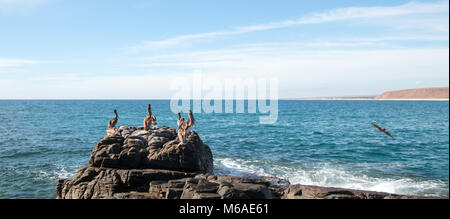 Gregge di pellicani sulla roccia a Cerritos sulla spiaggia di Punta Lobos in Baja California Messico BCS Foto Stock