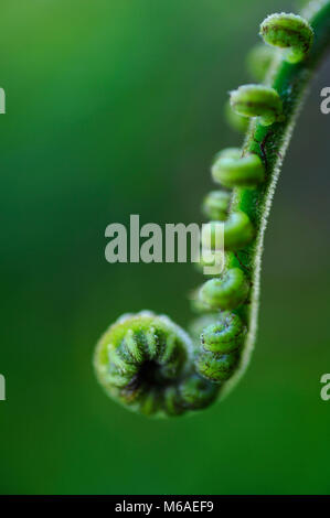 Una felce è un membro di un gruppo di piante vascolari che si riproducono tramite spore e non hanno né semi né fiori. La maggior parte delle felci sono leptosporangiate ferns Foto Stock