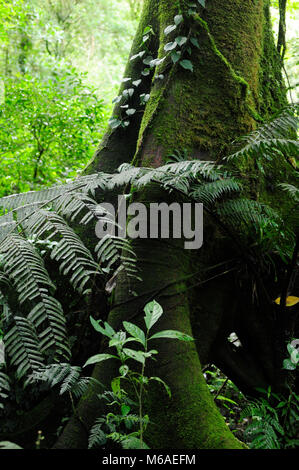 Sentiero forestale verde nel Bosque Caricias è una riserva naturale privata, situata a Concepción de San Isidro de Heredia. Foto Stock