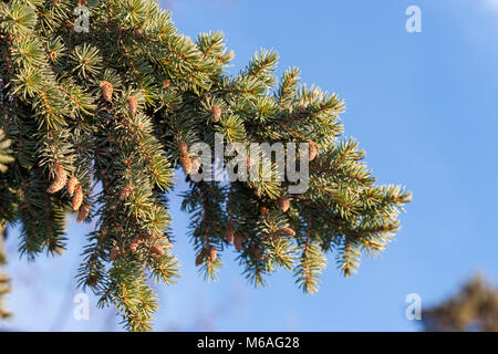 Veitch di abete bianco, Fujigran (Abies veitchii) Foto Stock