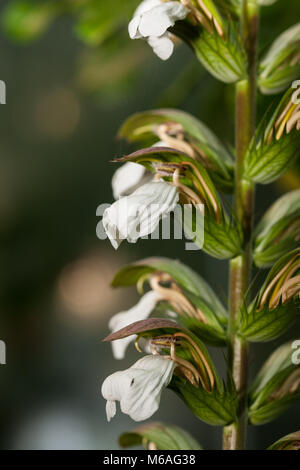 Bear's calzoncini, Mjukakantus (mollis acanto) Foto Stock