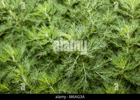 Southernwood, Åbrodd (Artemisia abrotanum) Foto Stock