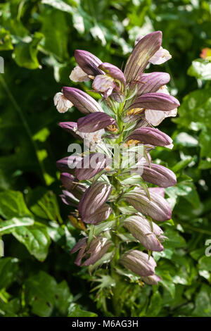 Bear's calzoncini, Mjukakantus (mollis acanto) Foto Stock