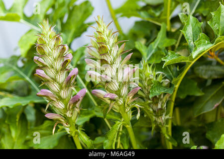 Bear's calzoncini, Mjukakantus (mollis acanto) Foto Stock