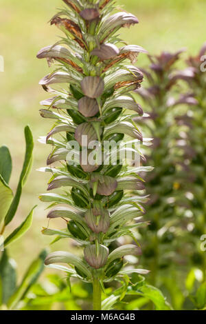 Bear's calzoncini, Mjukakantus (mollis acanto) Foto Stock